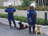 救助犬訓練の写真【平成１７年】