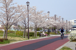 汐入公園の桜